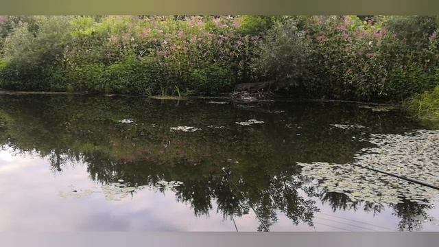 КЛЮЕТ КАРАСЬ НА ПОПЛАВОК.РЫБАЛКА. КАРАСЬ С ЛАДОШКУ!