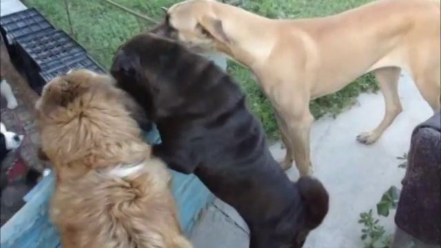 Кормление щенков московской сторожевой. Feeding Puppies. 2009г.