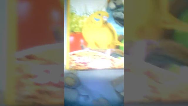 Как появился мой папугай Кеша , что он кушает , и немного о том что есть у него в клетке !