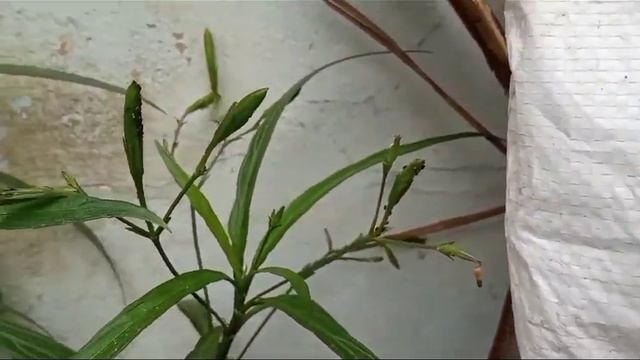 Mexican Petunia Bugs Spray #mexicanpetunia #newvideo #plants #viral #trending #loveterracegardening