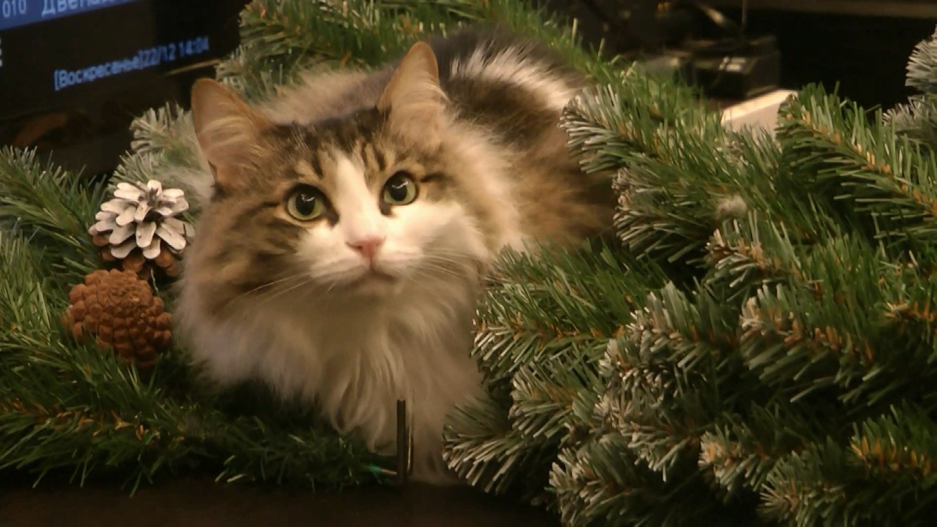 Кошкина ёлка - Новый год 2020