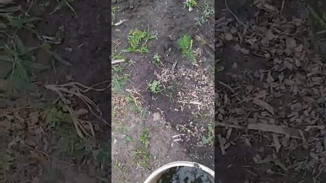 Как удобрить рассаду для вашей грядки,  просто и доступно каждому