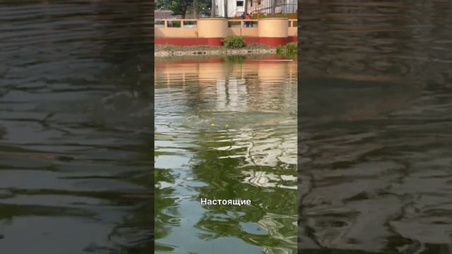 Небесные цветочные рыбы...