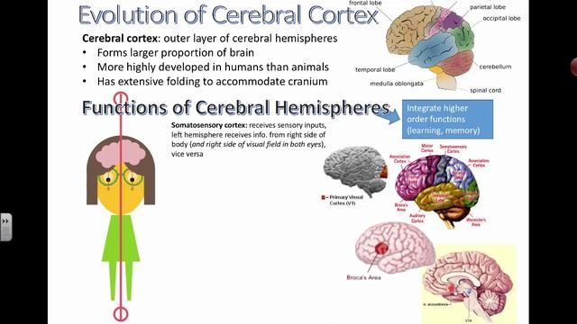 Cerebral Cortex And Functions (IB Biology)