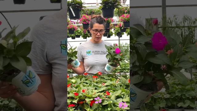 Our Plant Of The Day Is Sunpatiens!  #gardening #gardeningtips #coleus