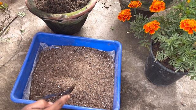 गेंदा का पौधा कलियों से भर जाएगा जानिए कौनसा Fertilizer देते है Nursery वाले पौधे मे और आप भी सिख़लो