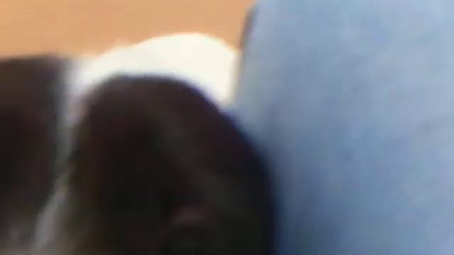 Meet Petunia A Terrier Currently Available For Adoption At Petango.com! 4/24/2013 5:27:05 PM