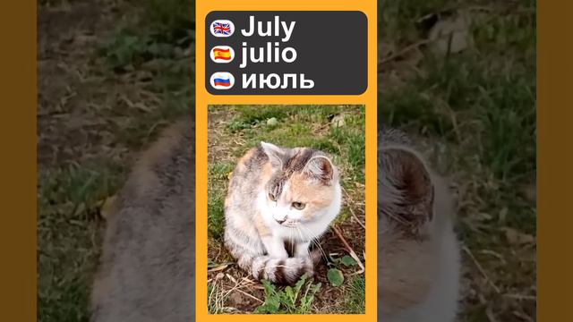 Мои котики, лунная соната и названия месяцев на английском и испанском