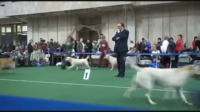 DogStatus.ru: Золотой ошейник-2009, лабрадоры, кобели