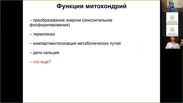 Митохондрии 4