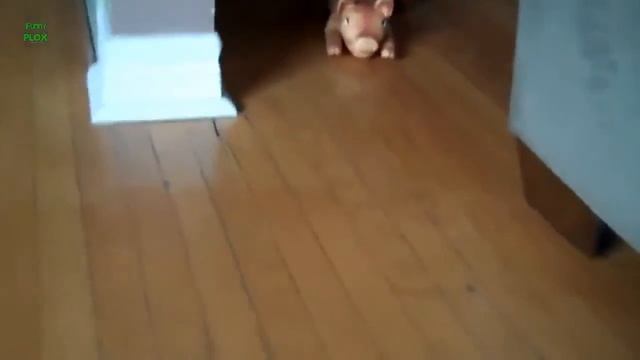 Хорьки таскуны...