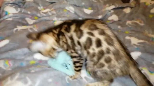 Бенгал 2 месяца