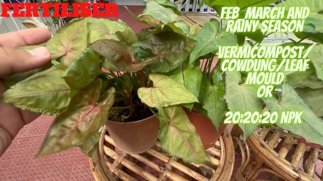 SYNGONIUM PLANT CARE |BEST HOUSE PLANT| Arrowhead Plant | सिंगोनियम के बारे में पूरी जानकारी