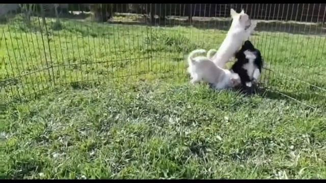 Длинношерстный чихуахуа. Продажа щенков чихуахуа. Видео собак породы чихуахуа на Догики