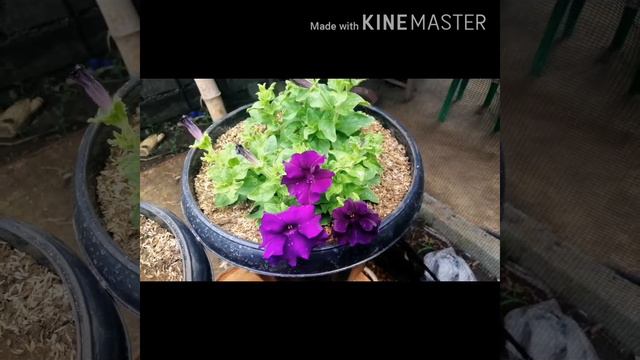 Different Varieties Of Petunia