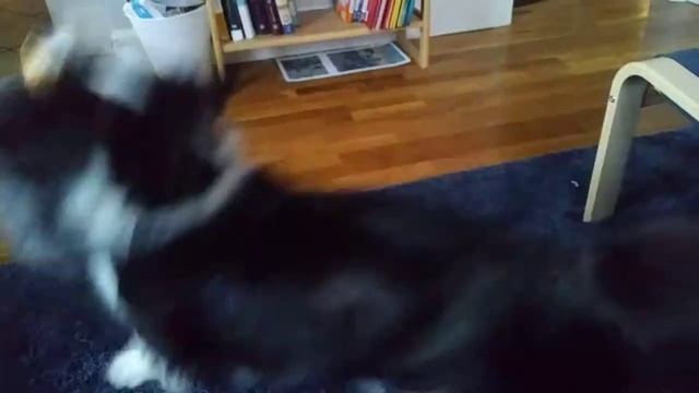 Close Quarters Combat, Cat Vs Corgi Style