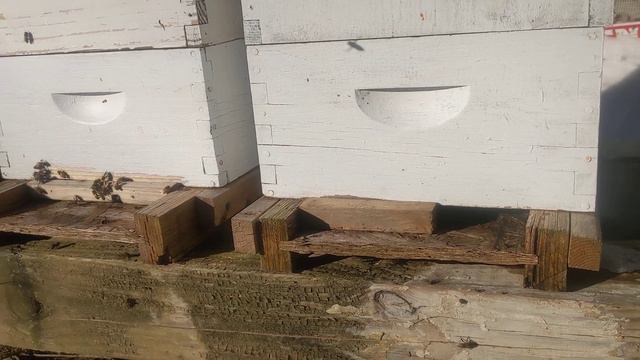 облет пчел зимой,в феврале