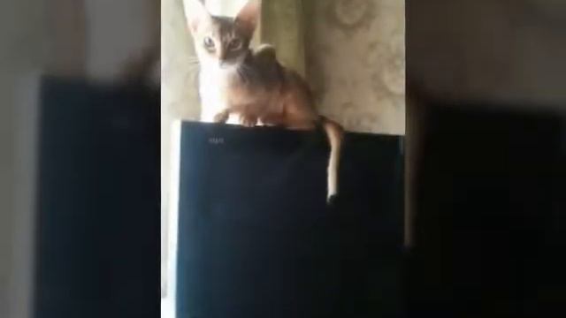 Я сделала фотосейсию😎😎😎