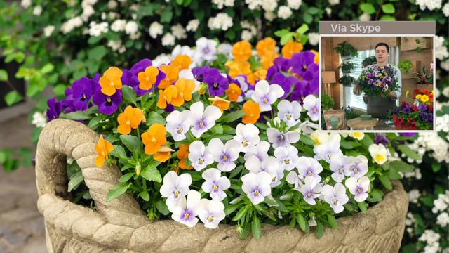 Roberta's 3-Piece Viola Fragrant Penny Series Live Plants On QVC