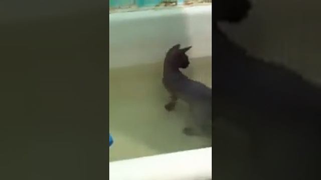 донской сфинкс