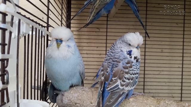 ? Учим попугая по имени Вжик говорить, видеоурок 1: 