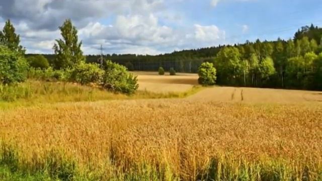 Визуальный Орнамент