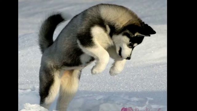 13c19975f245bebb8ca0591b8bd949d5