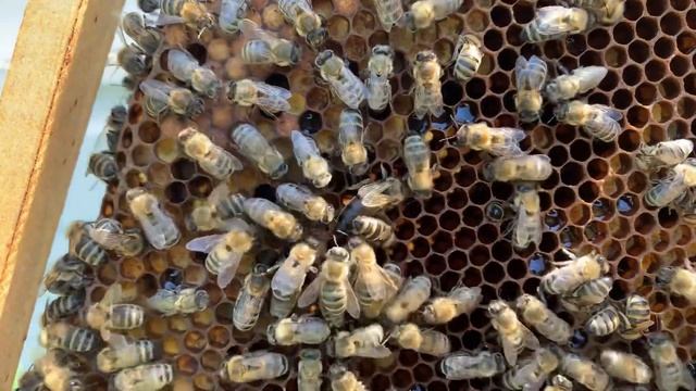 Работа с шестирамочником # отбираю и мечу зимовалых маток