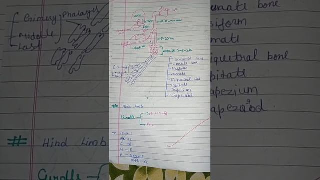 #biology#diagram#in chapter 20 #Locomotion and Mivement