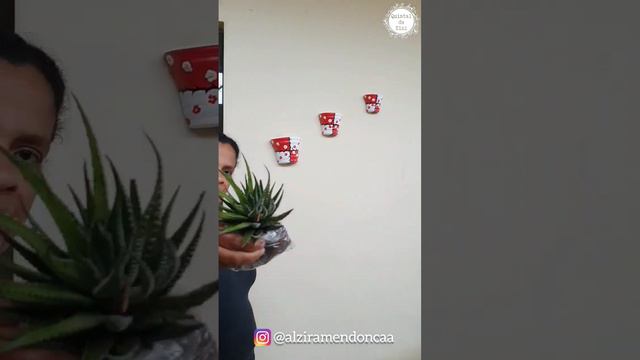 Enfeitando A Varanda Com Vasinhos Meia Lua De Gesso | Suculenta Zebrina, Mini Espada E Peperômia
