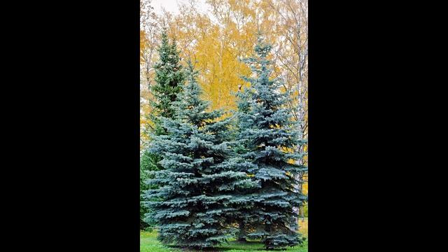 D24d80f30f8bb5c5599d6961a7bfa618