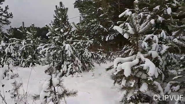 ЗИМНЯЯ СКАЗКА ЛЕСА!!!