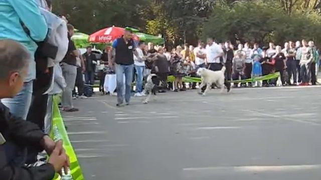 Izlozba Ruskih Rasa Pasa, Beograd - Выставка русских пород собак