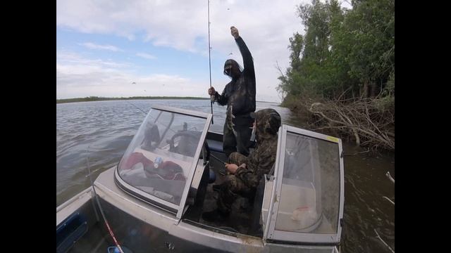 Рыбалка в Астрахани на судака на живца