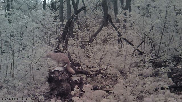 Кто пришел на солонец (TRAIL CAMERA)