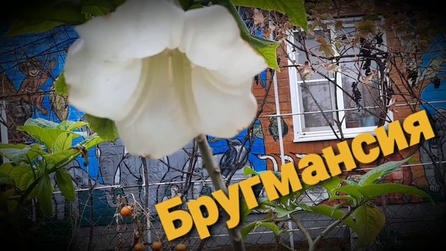 Бругмансия.Гутор Галина