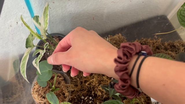 Terrarium Update (4 Months) Plus Care Tips