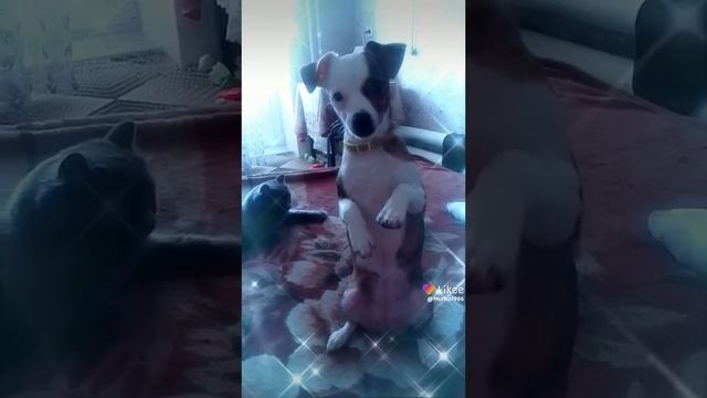 Жужа хочет конфетку