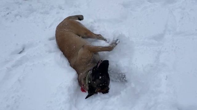 Выпал снег☺️ настроение отличное. Арвенделл Каспер БО Малинуа