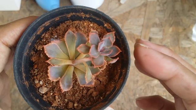 || WHAT HAPPENS TO THE STRETCHED STEM ||