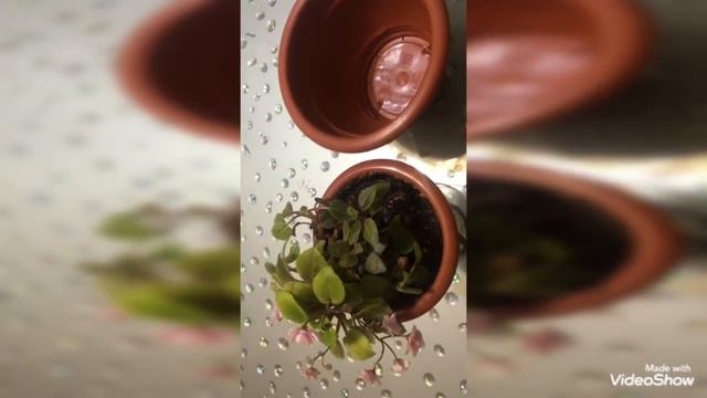 Покупки фиалок, пеларгоний и омолаживание трейлерной фиалки