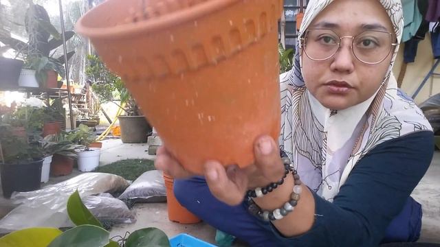 Cara Cara Menanam Philodendron