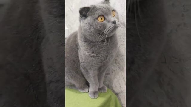 Кот сидит на столе и дергается