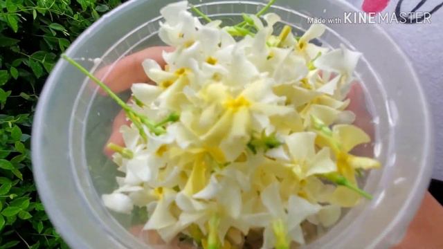 Flower Gathering, DIY Rose And Jasmine Toner, Gardenia Oil