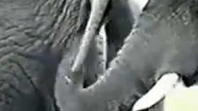 Зачем Слон Полез в Анал !!!