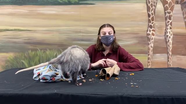 Totally Tennessee - Opossum
