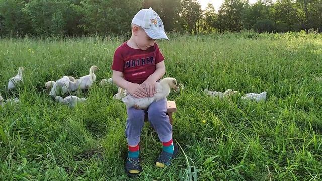 Пасем гусей, 9 июня 2020 г. #село#лето#гусята
