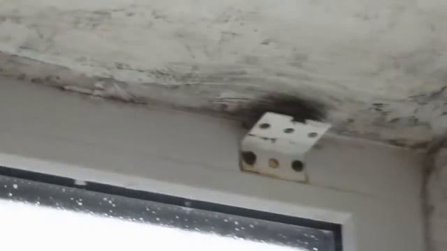 Пліснява на відкосах