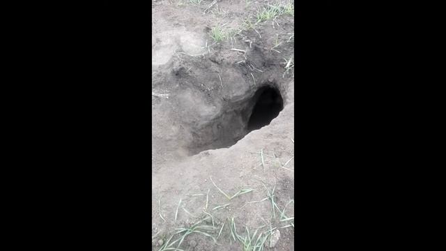 Норная охота с фокстерьером  по имени Фокс