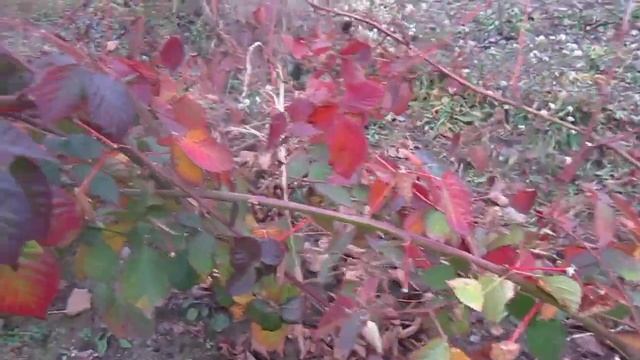 Ежевика Тройная Корона (Трипл Краун, Triple Crown) осенью